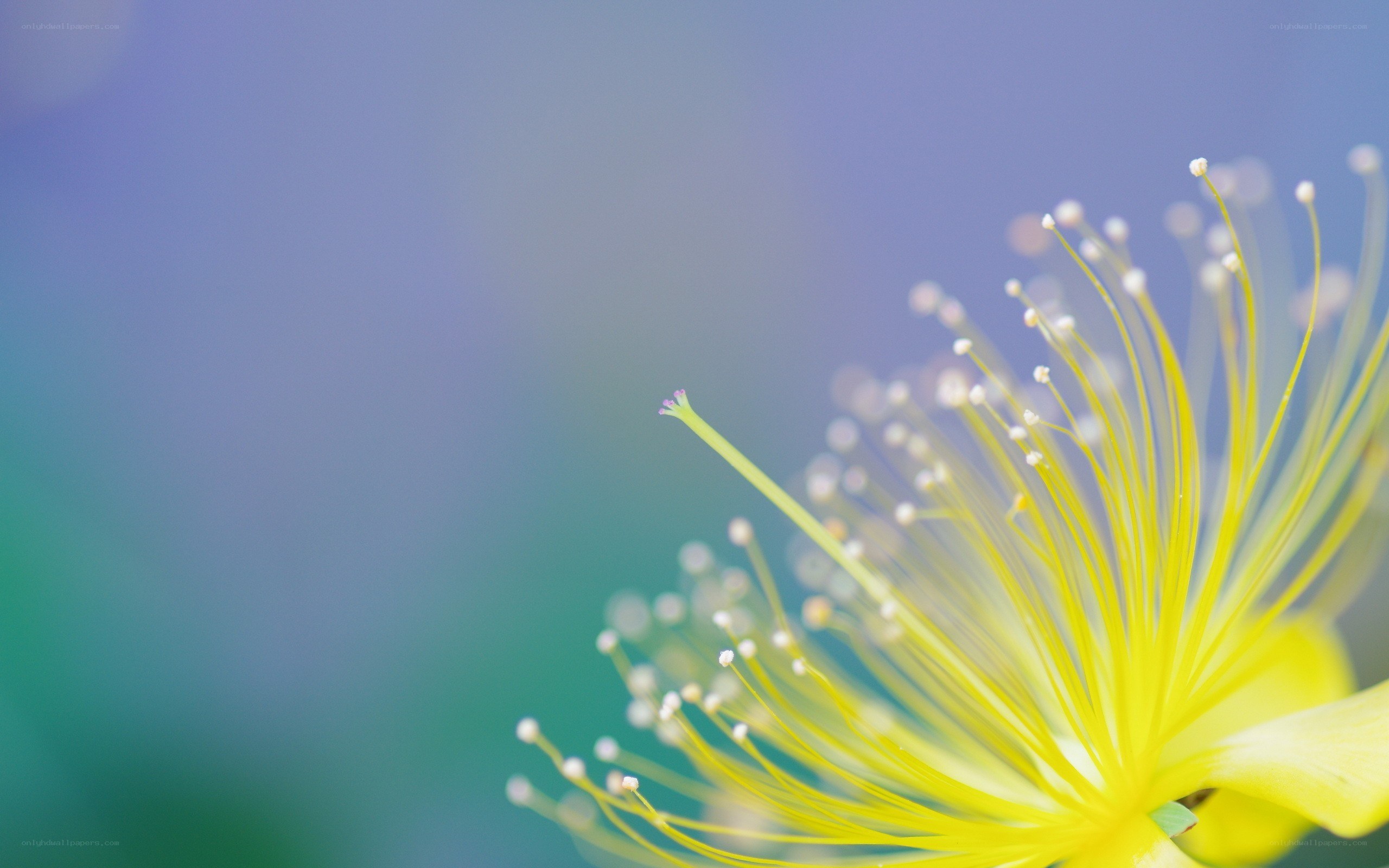 yellow flower stamen close-up