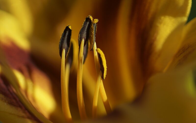 Yellow Flower Stamen — Dramatic