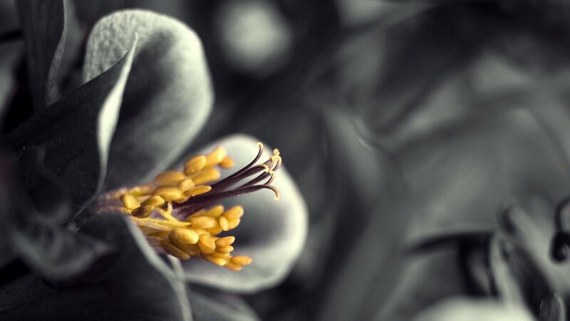 Yellow Flower Stamen — Gray, Dramatic, Photograph