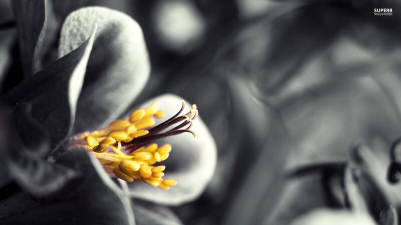 Yellow Flower Stamen — Gray, Dramatic
