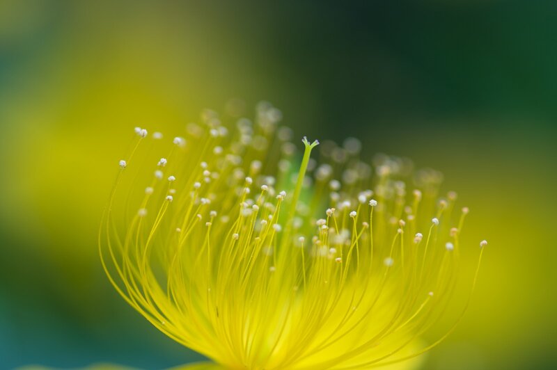 Yellow Flower Stamen — Serene, Photograph, Pollen
