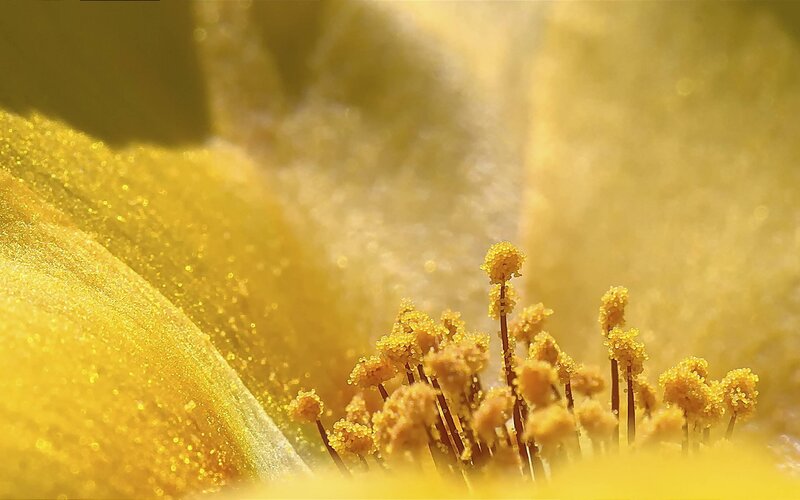 Yellow Flower Stamen — Serene, Photograph