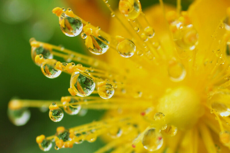 Yellow Flower Stamen