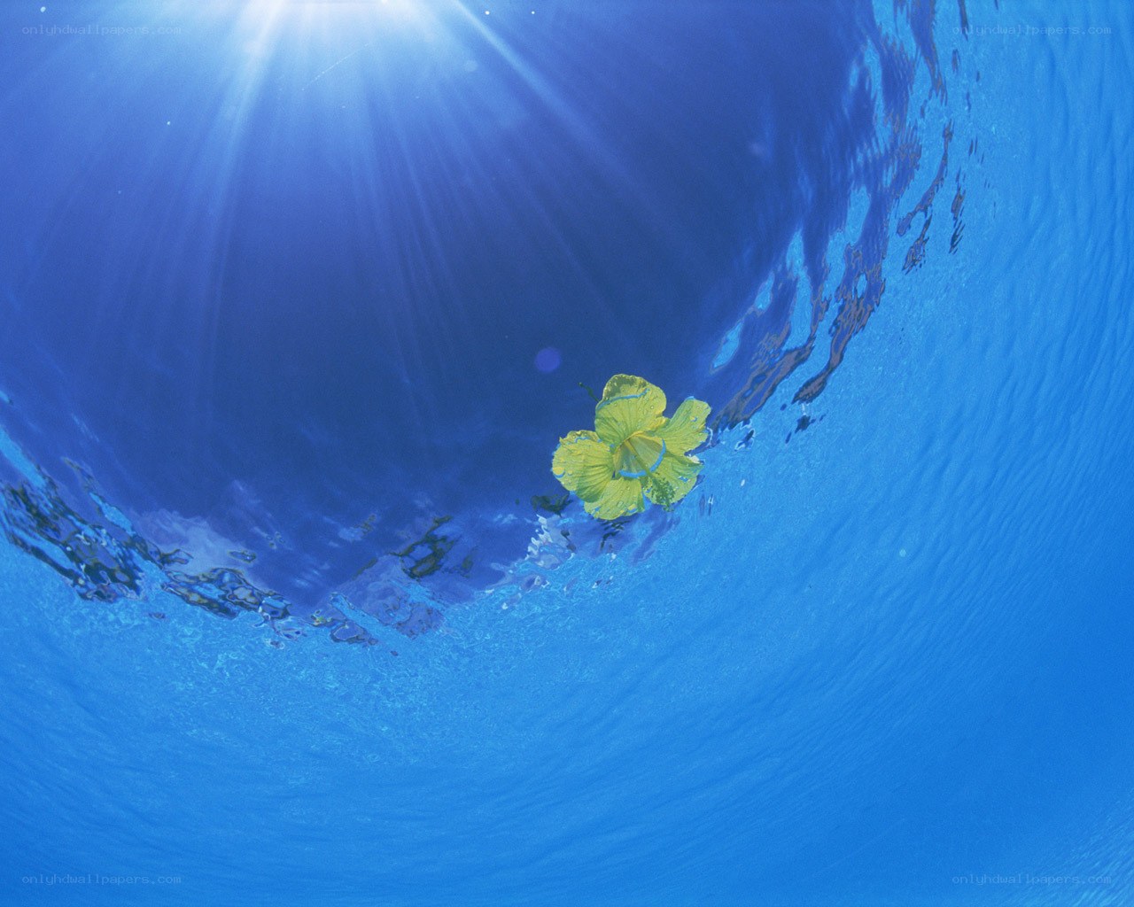 Yellow flower under blue water