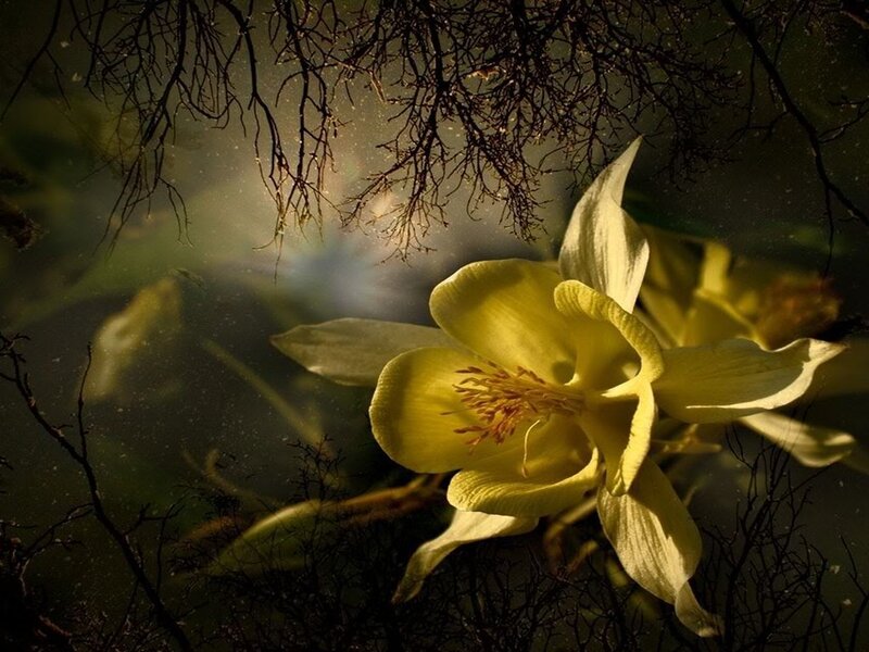 Yellow Flower Underwater — Dramatic