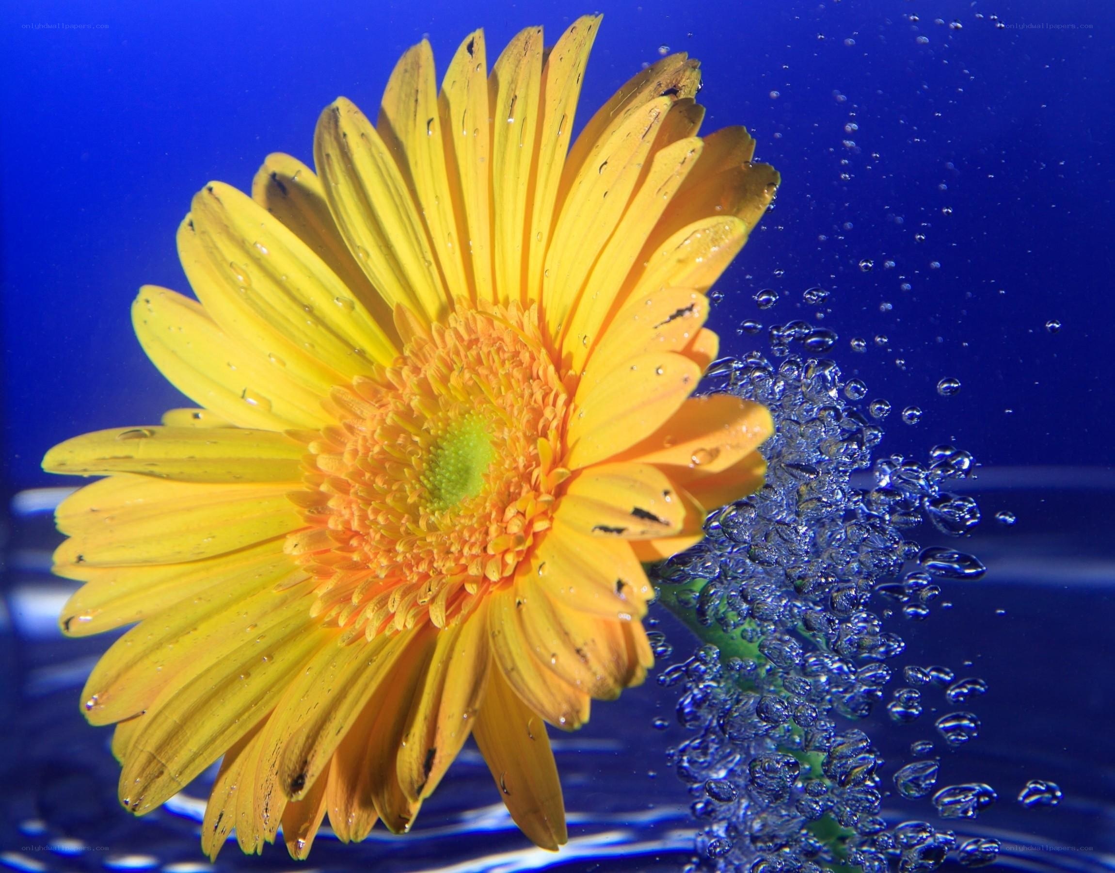 Yellow flower underwater