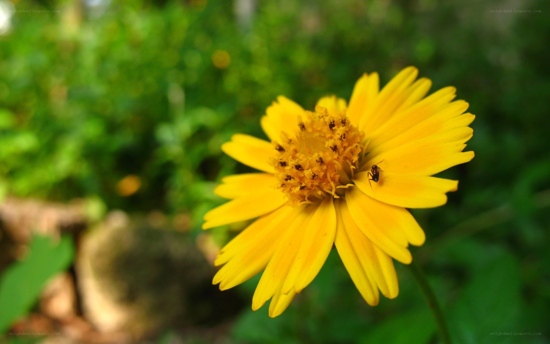Yellow flower with ant
