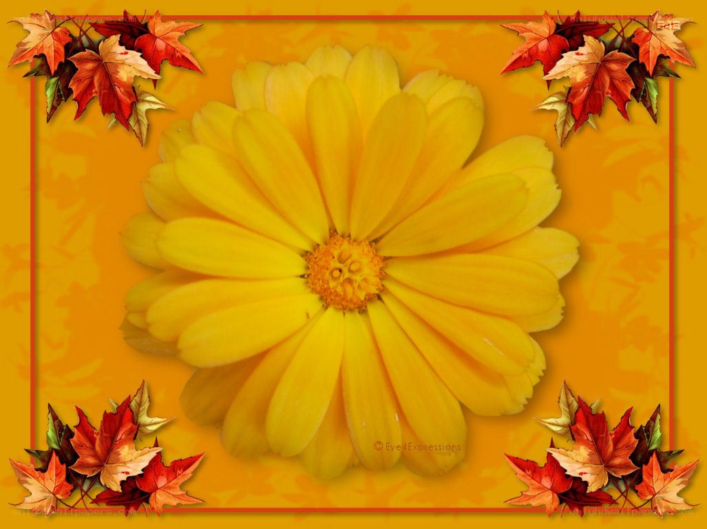yellow flower with autumn leaves