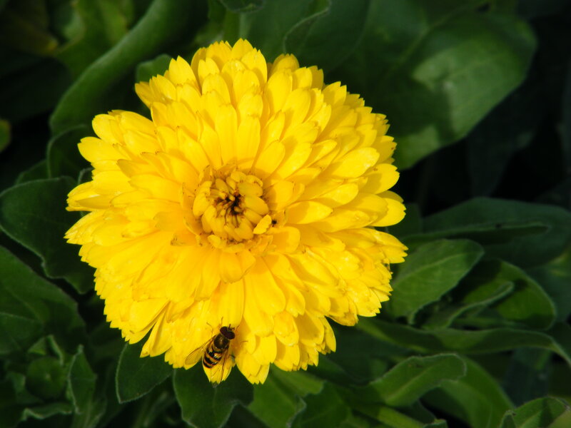 Yellow flower with bee