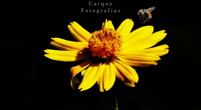 Yellow Flower with Bee — Dramatic, Photograph