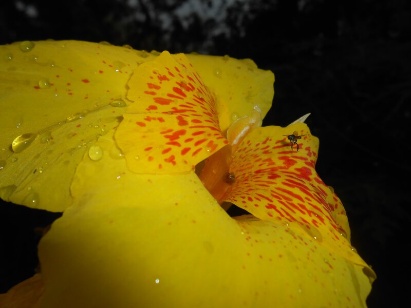 Yellow Flower with Bee — Dramatic