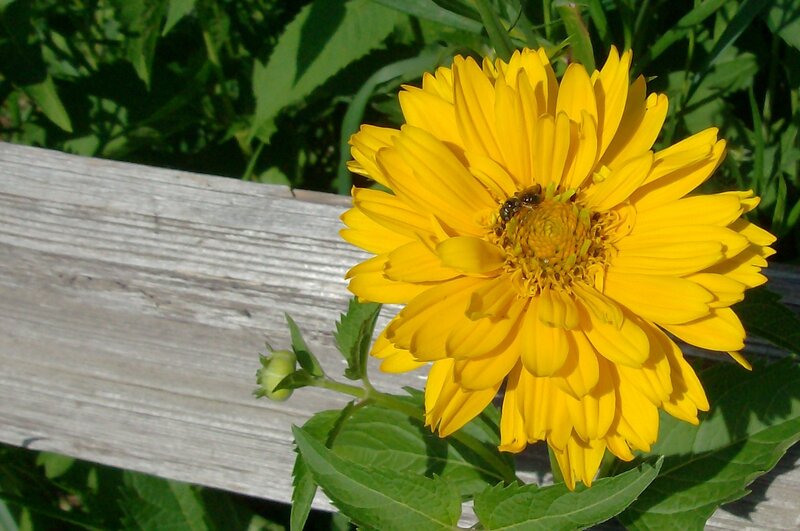Yellow flower with bee on wood