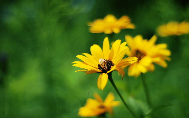 Yellow Flower with Bee — Serene, Afternoon