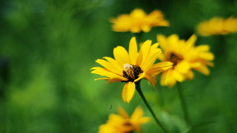 Yellow Flower with Bee — Serene