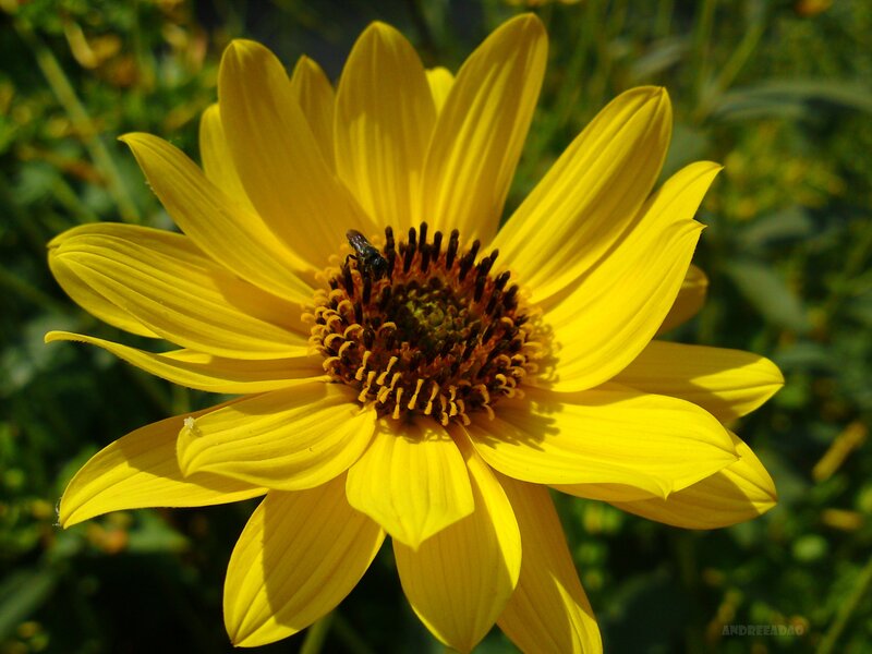 Yellow flower with bee
