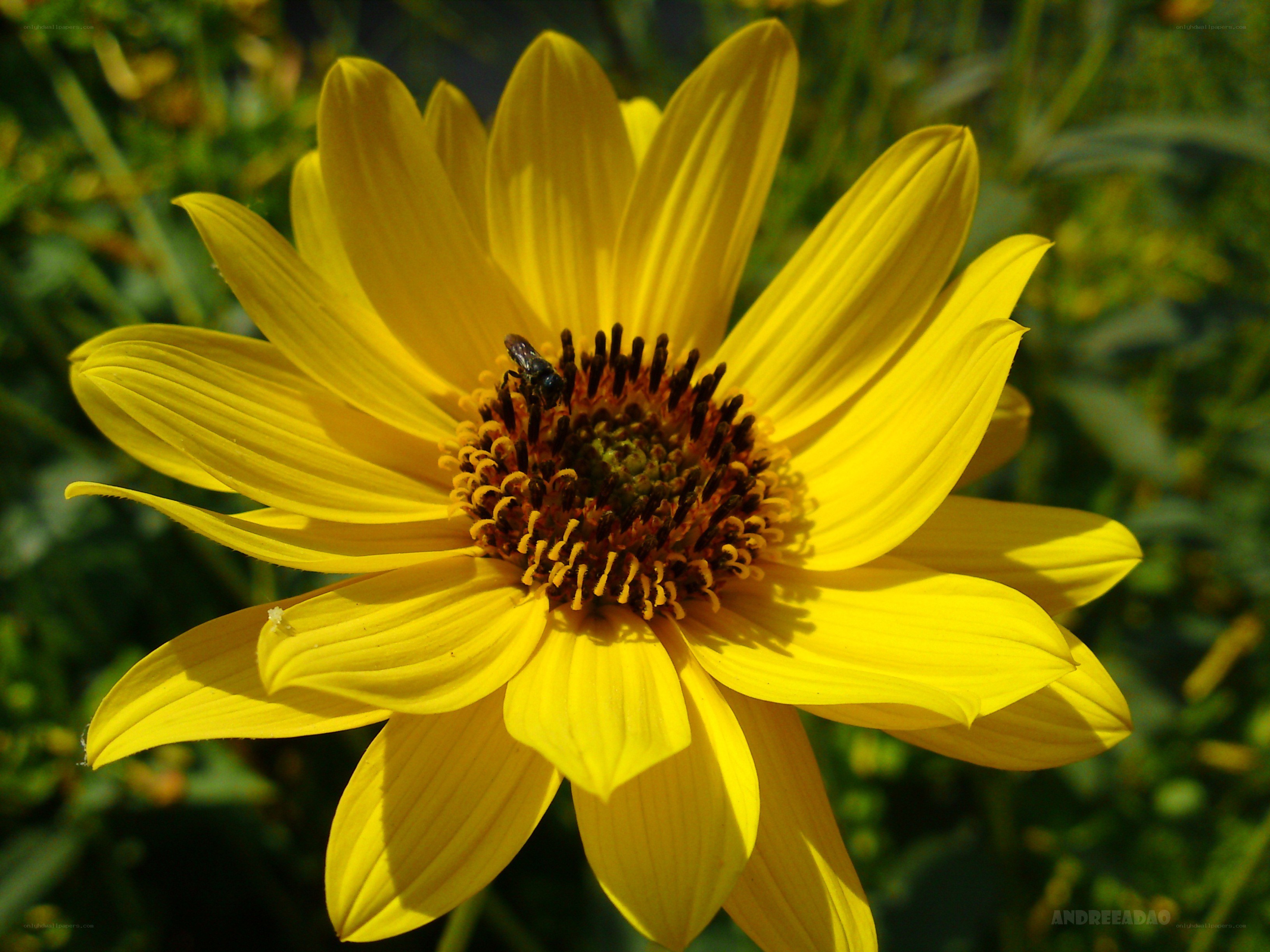 Yellow flower with bee