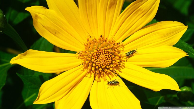 Yellow flower with beetles