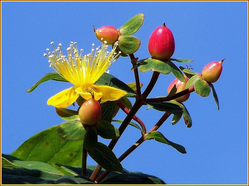 Yellow Flower with Berries
