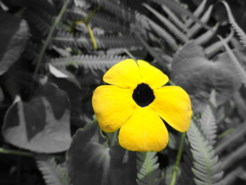 Yellow Flower with Black Center — Dramatic, Photograph