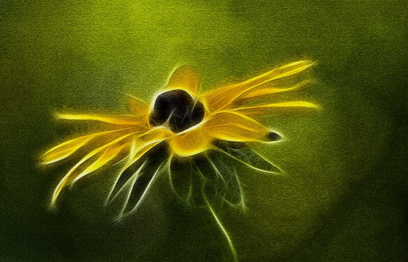 Yellow Flower with Black Center — Dramatic