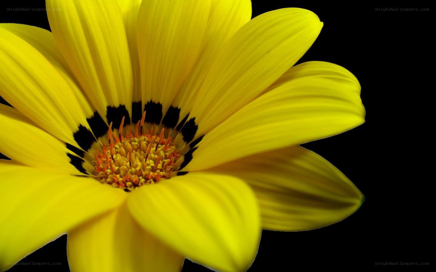 yellow flower with black center