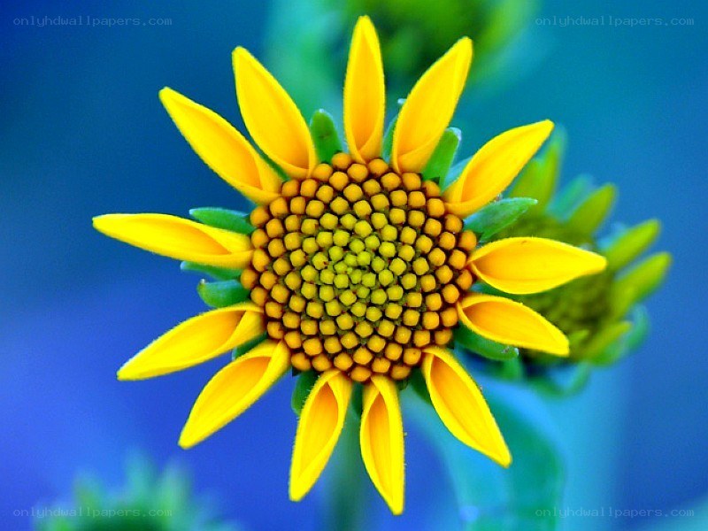 yellow flower with blue background