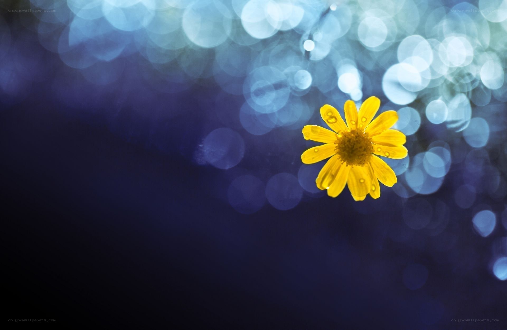 Yellow flower with blue bokeh