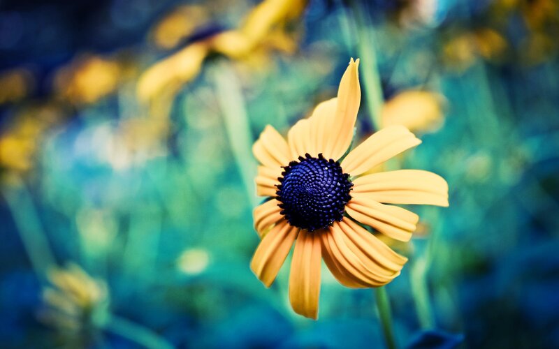 yellow flower with blue center