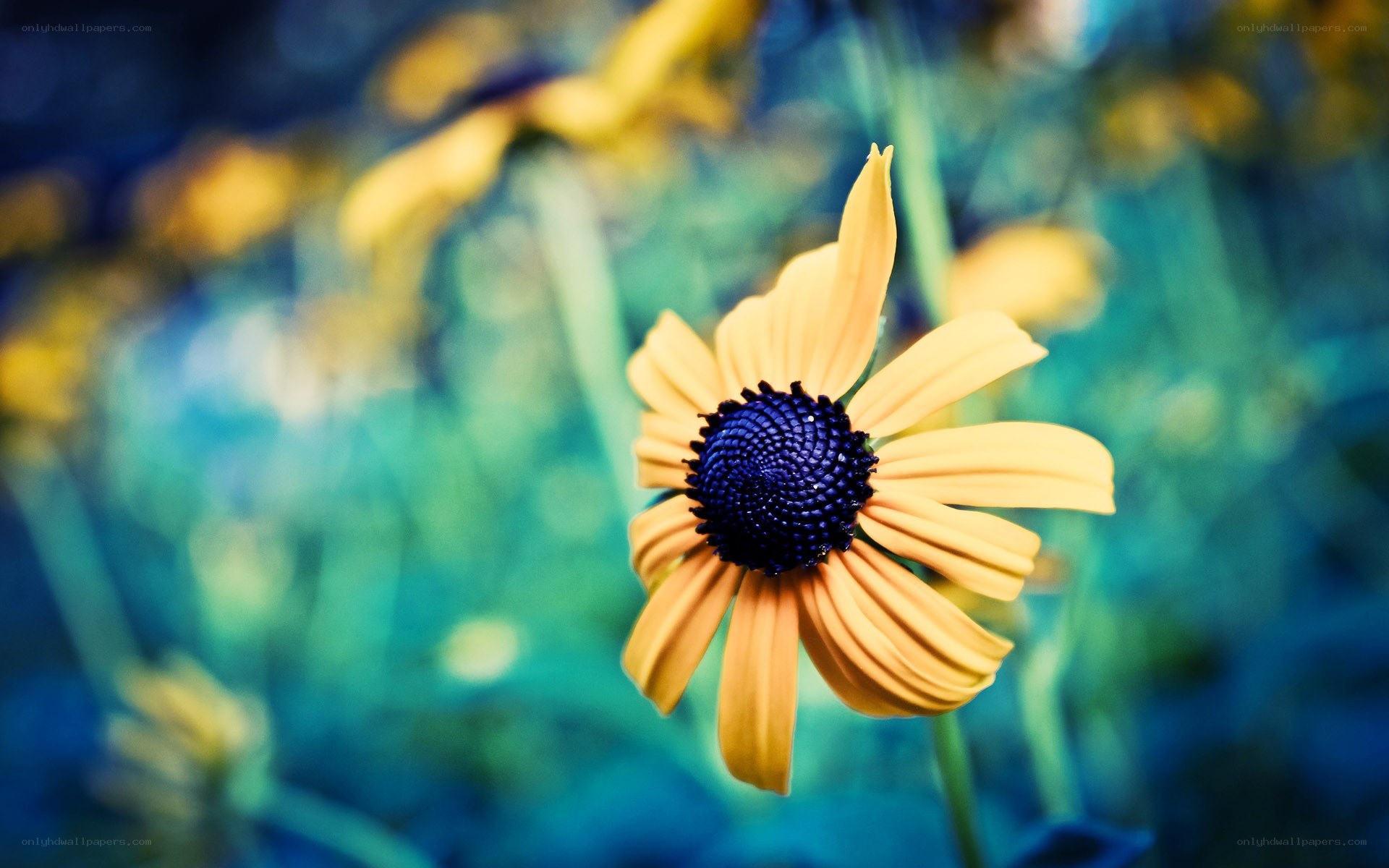 yellow flower with blue center