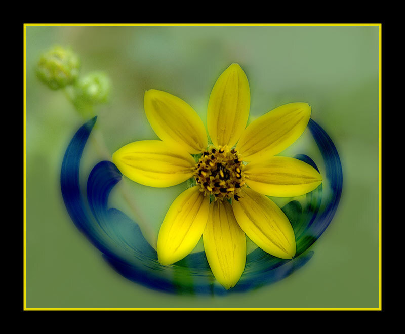 Yellow flower with blue swirl