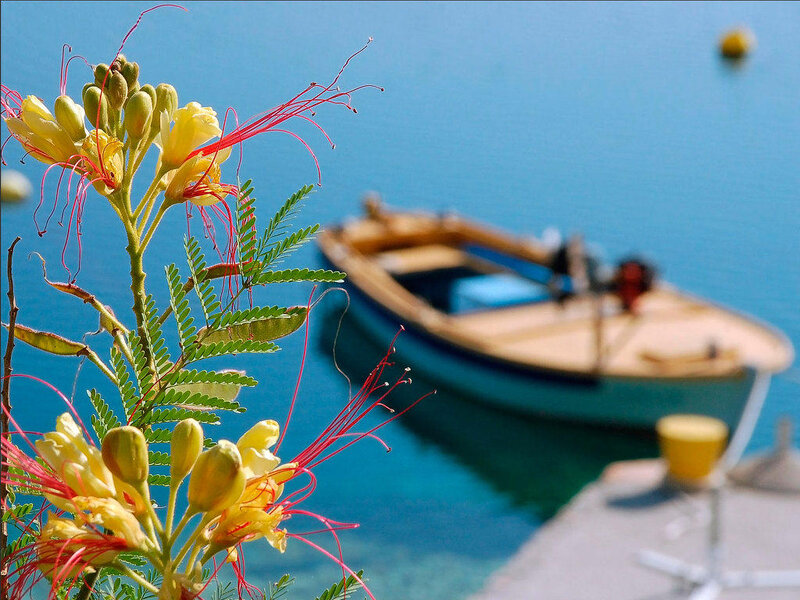 Yellow Flower with Boat