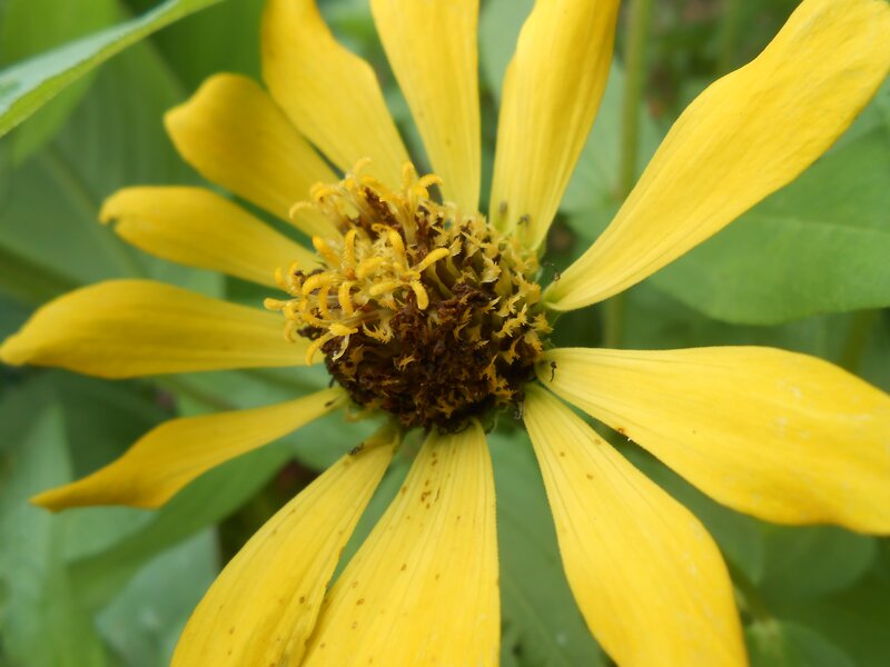 Yellow Flower with Brown Center — Natural, Afternoon