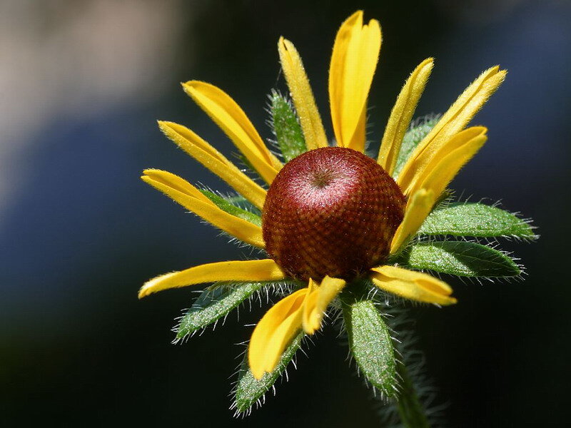 Yellow Flower with Brown Center — Natural