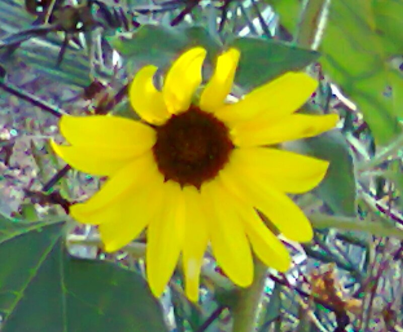 Yellow Flower with Brown Center