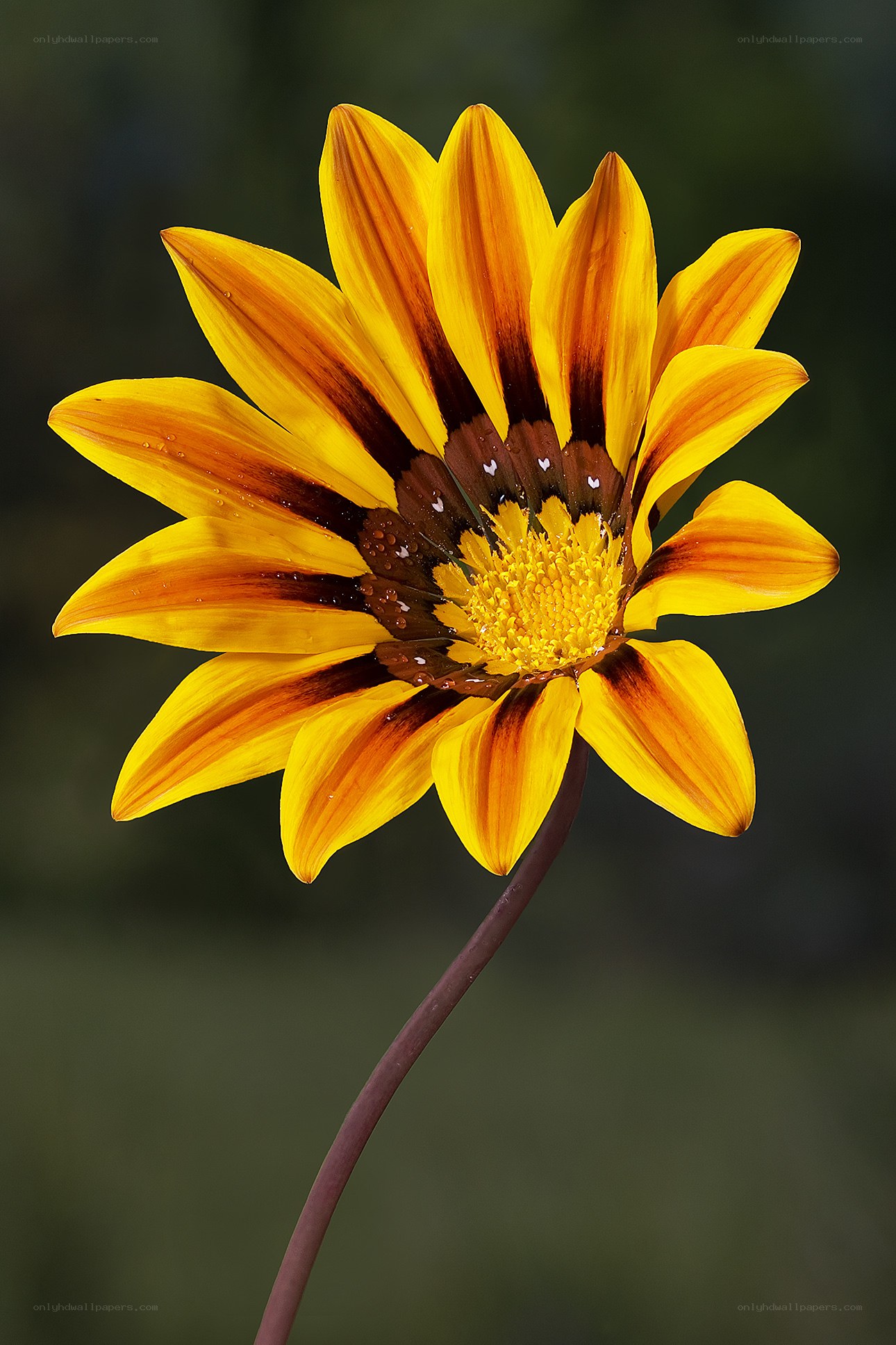 Yellow flower with brown stripes