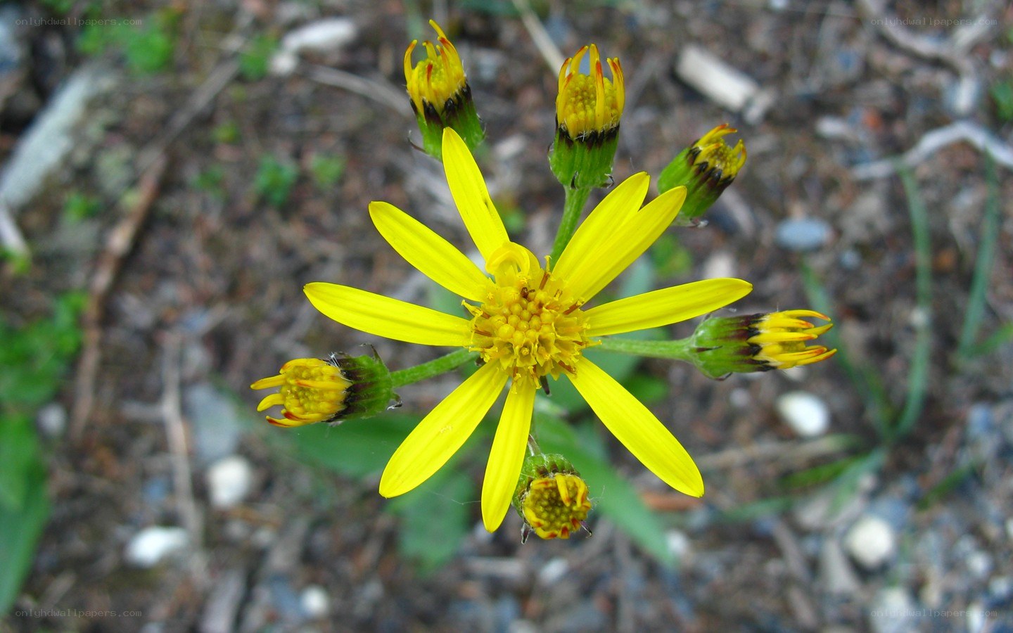 yellow flower with buds