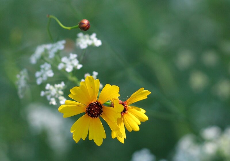 Yellow Flower with Buds — Calm