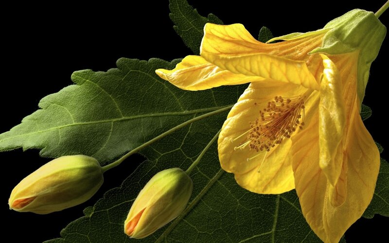 Yellow Flower with Buds — Dramatic