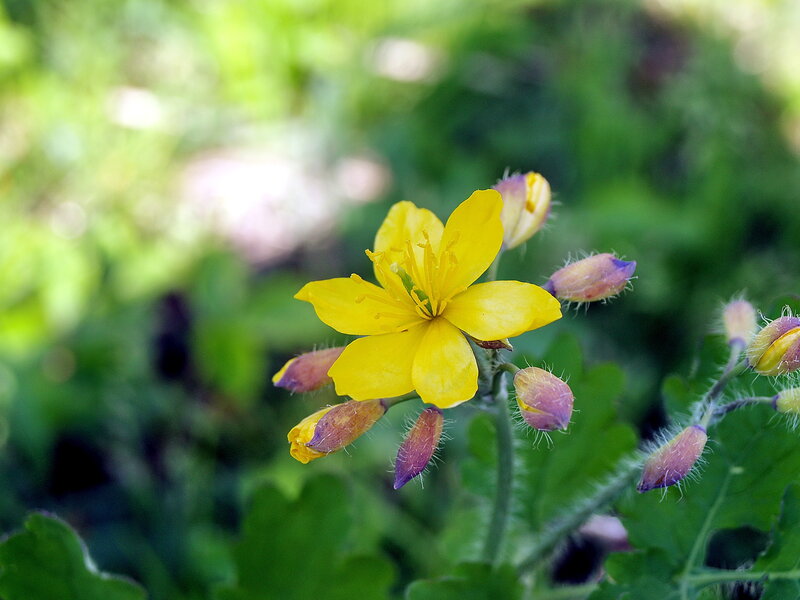 Yellow Flower with Buds — Natural