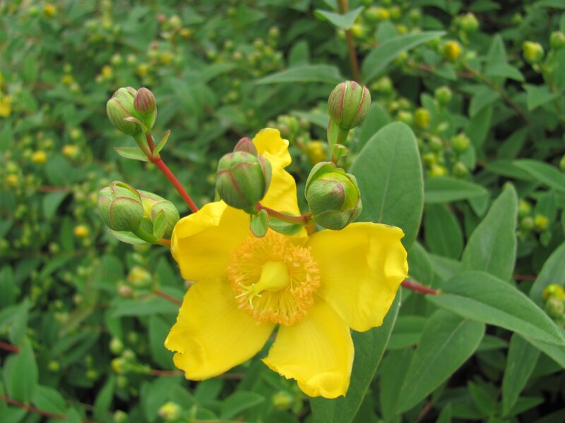 yellow flower with buds