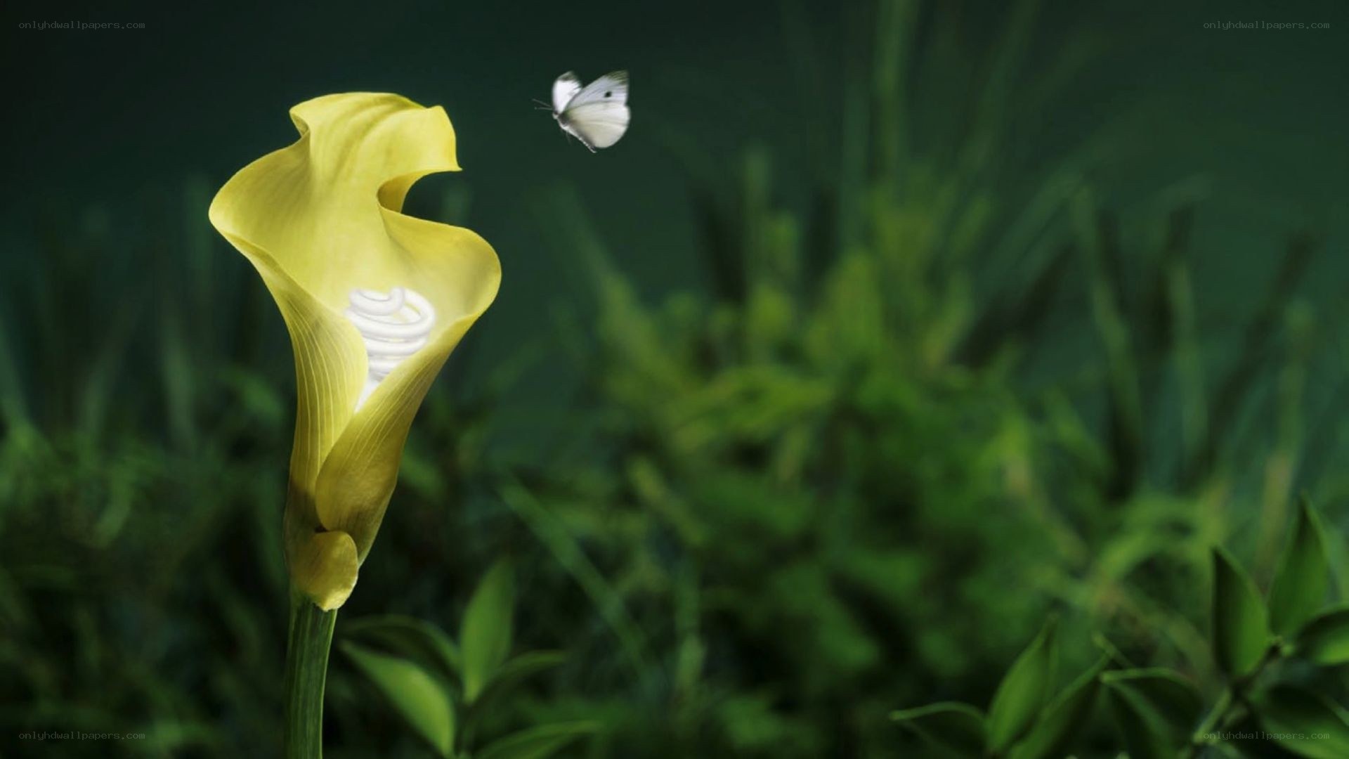 Yellow flower with butterfly