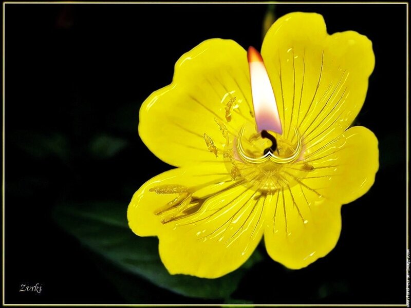 Yellow flower with candle flame