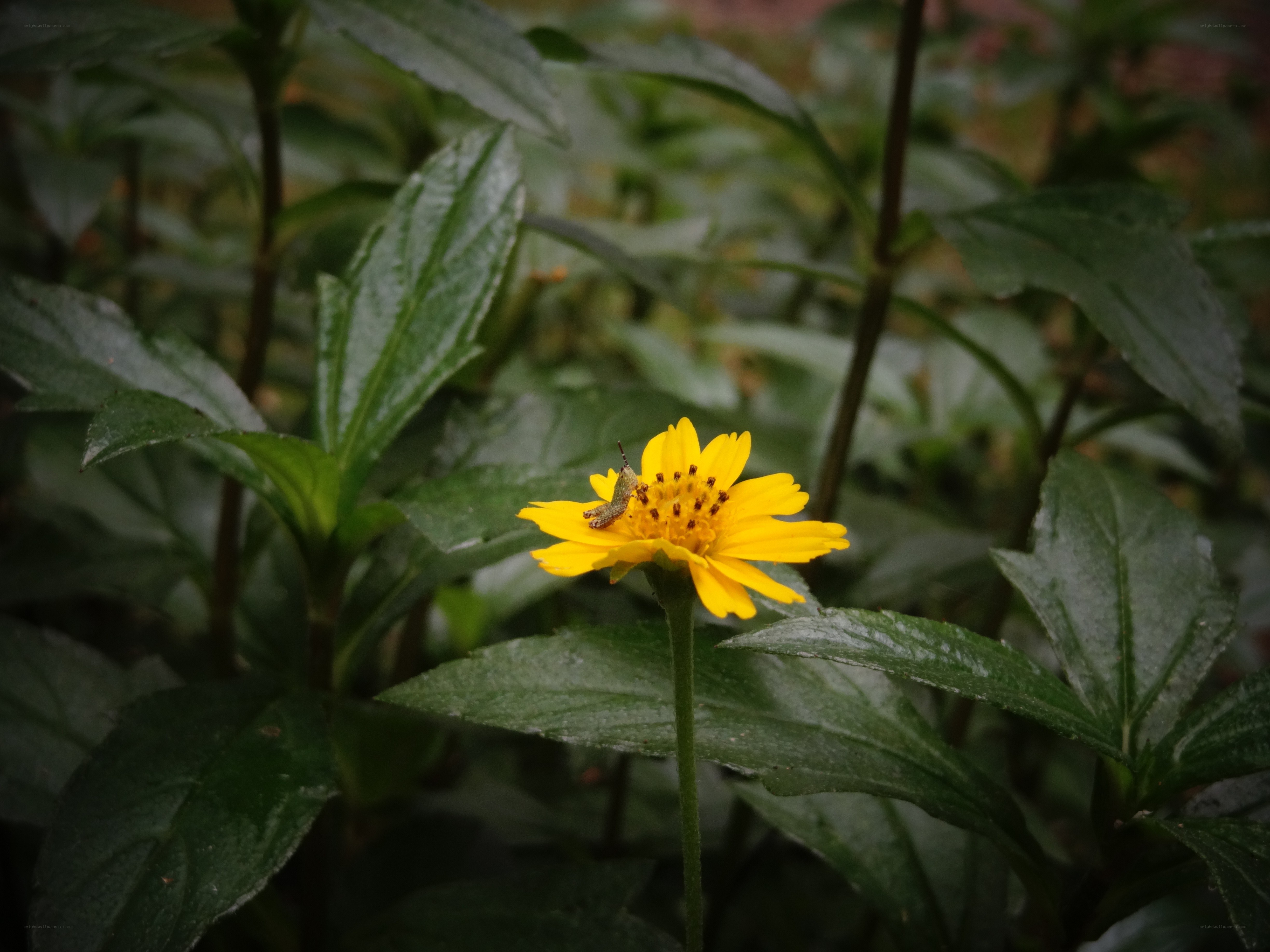 Yellow flower with caterpillar