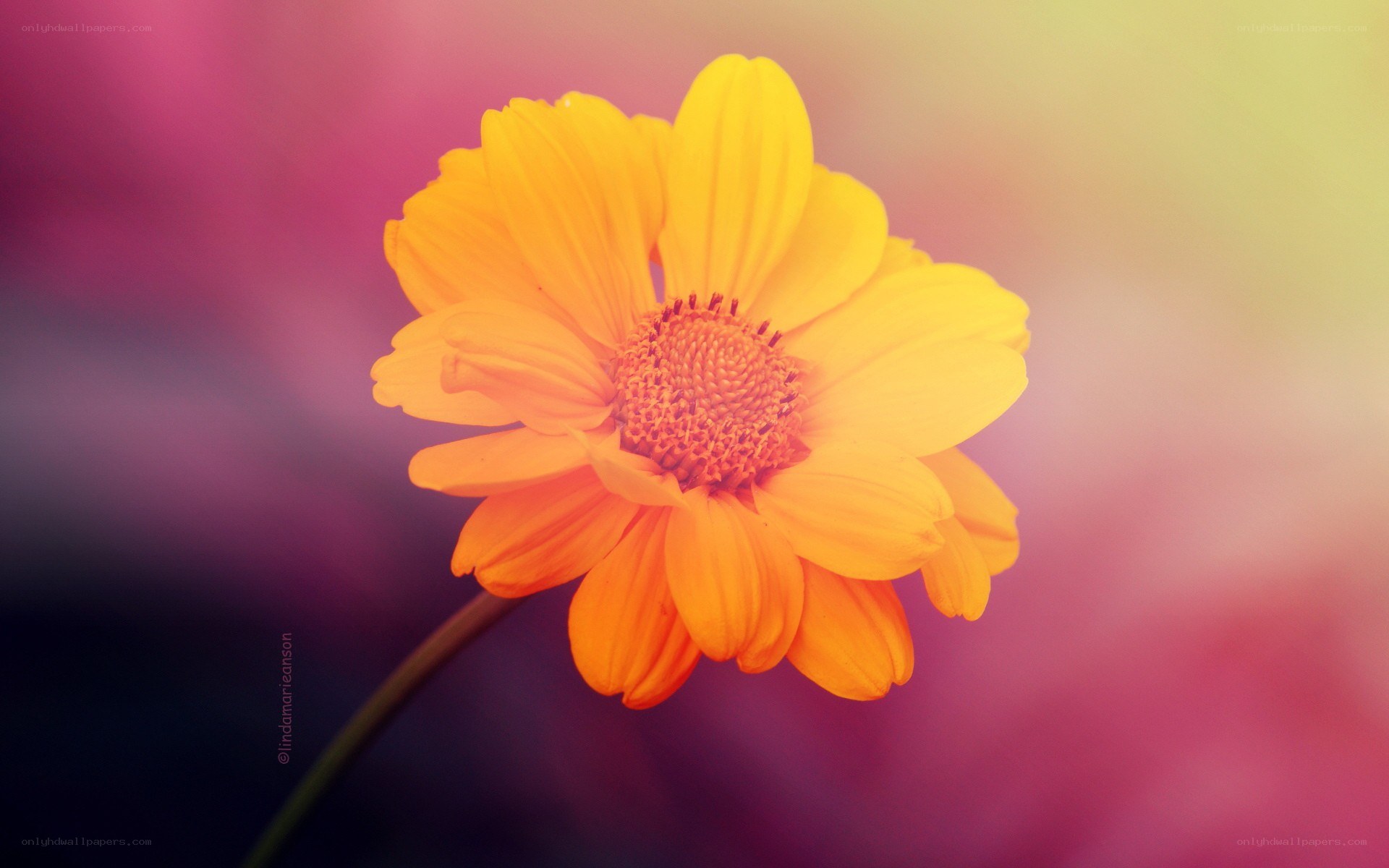 yellow flower with colorful background