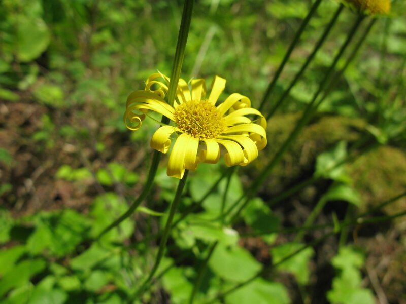 Yellow flower with curled petals