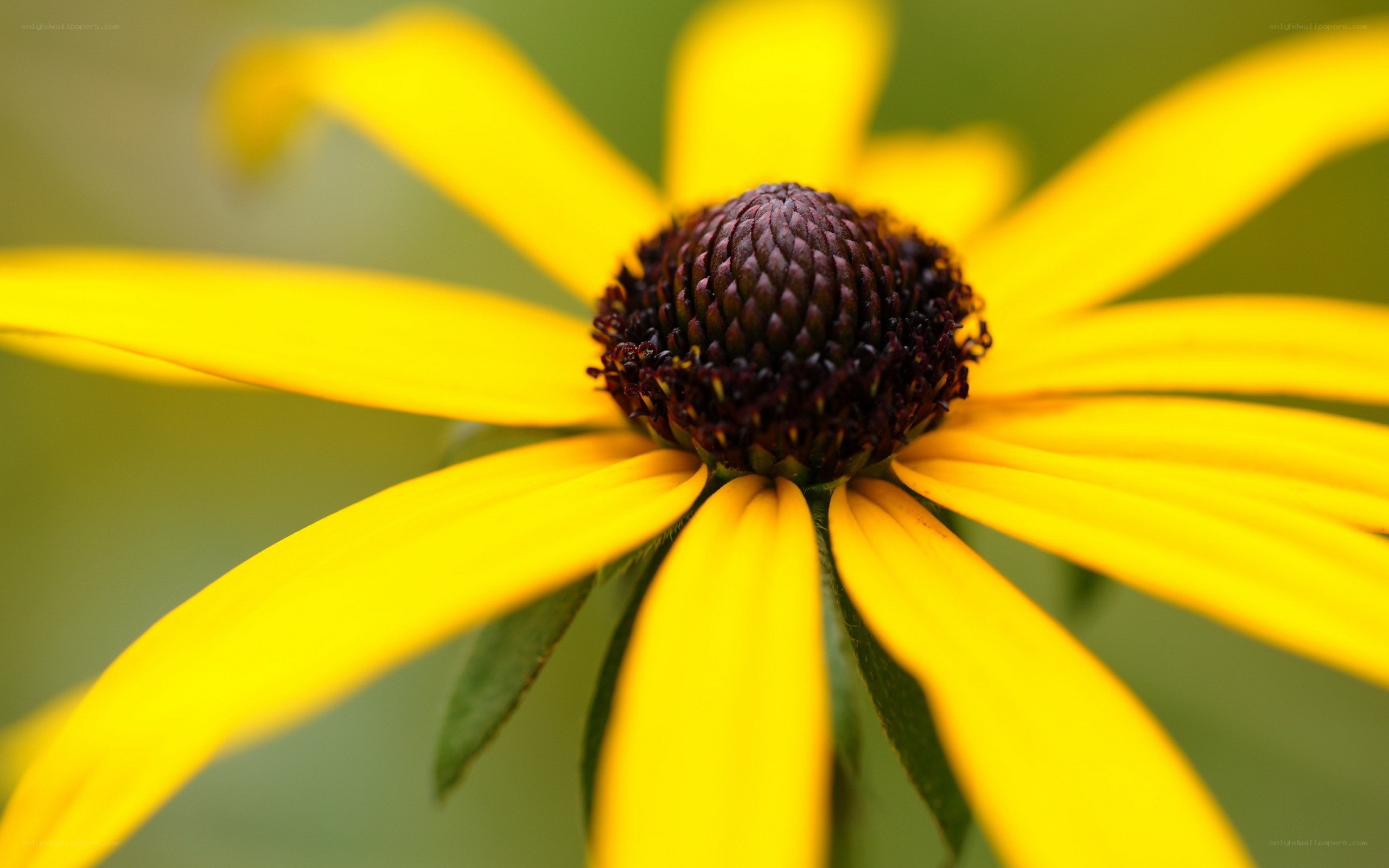 yellow flower with dark center