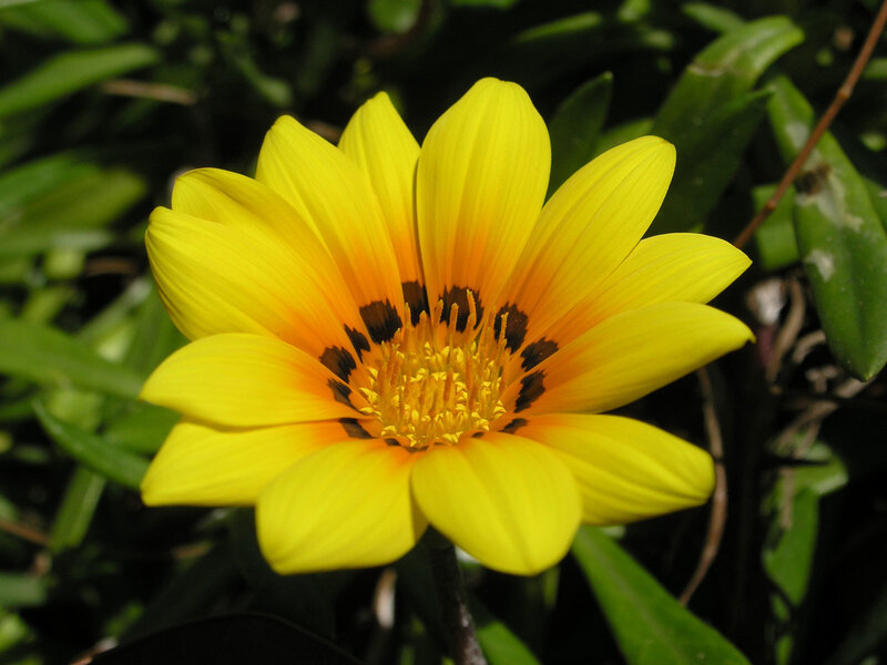 yellow flower with dark center