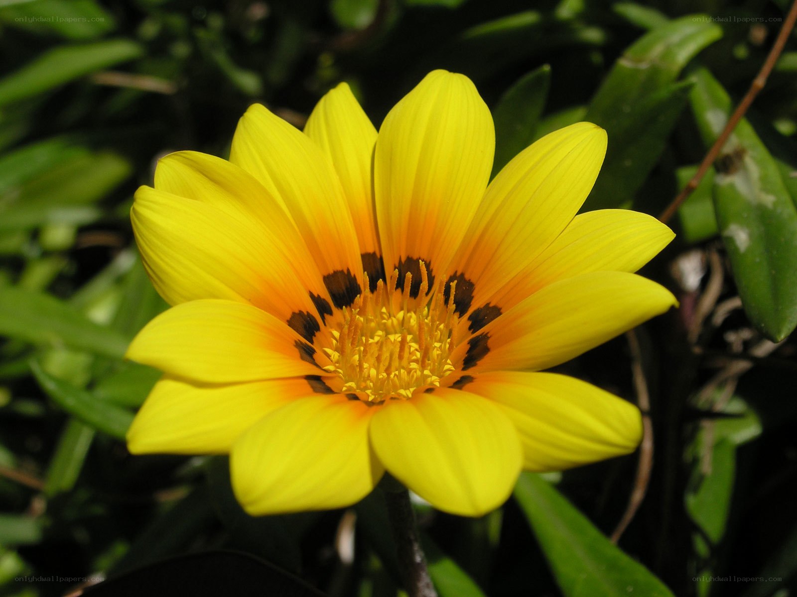 yellow flower with dark center