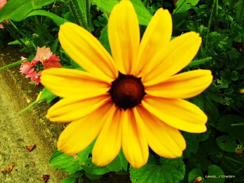 Yellow flower with dark center