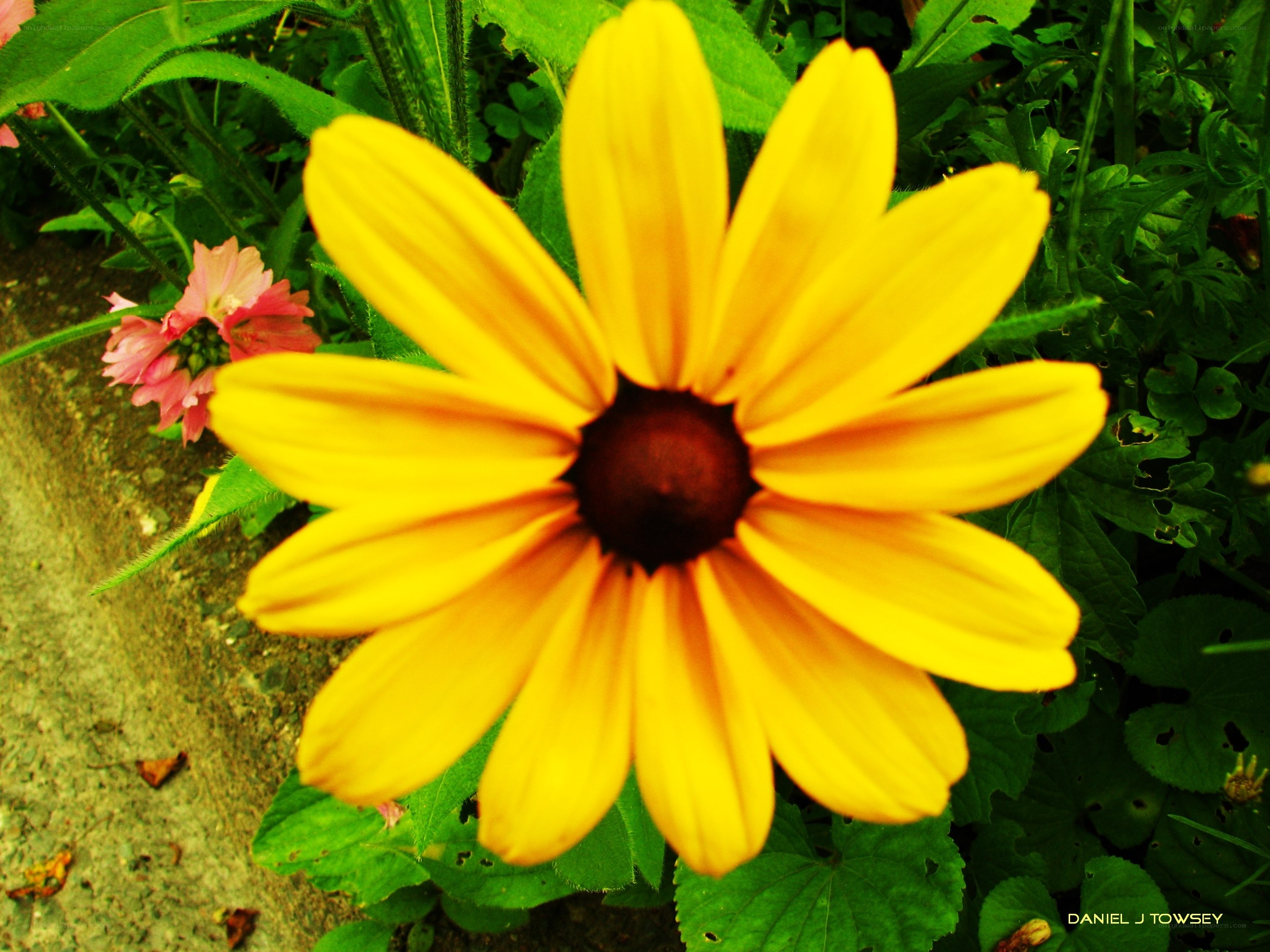 Yellow flower with dark center